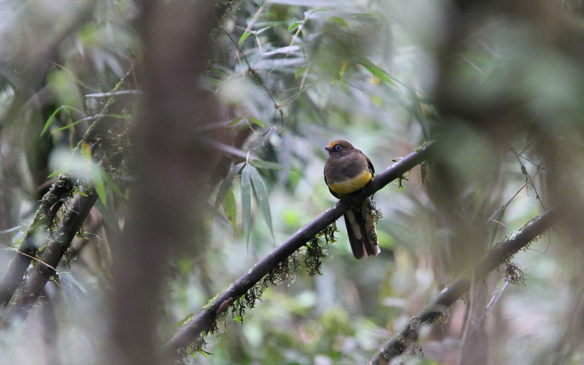 Image of Ward's Trogon