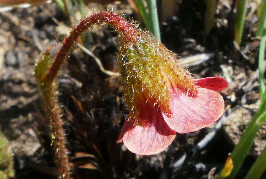 Hermannia woodii Schinz的圖片