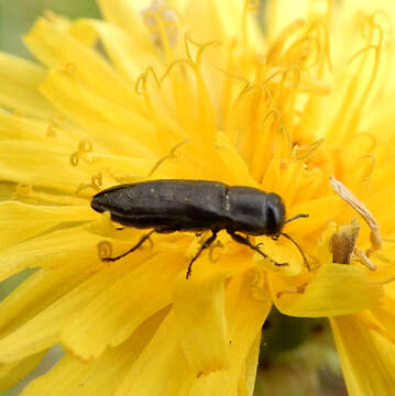 Imagem de Anthaxia inornata (Randall 1838)