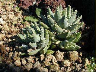 Image of Aloe brevifolia Mill.