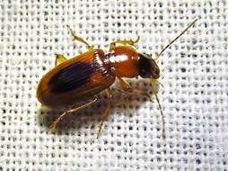 Image of LeConte's Seedcorn Beetle