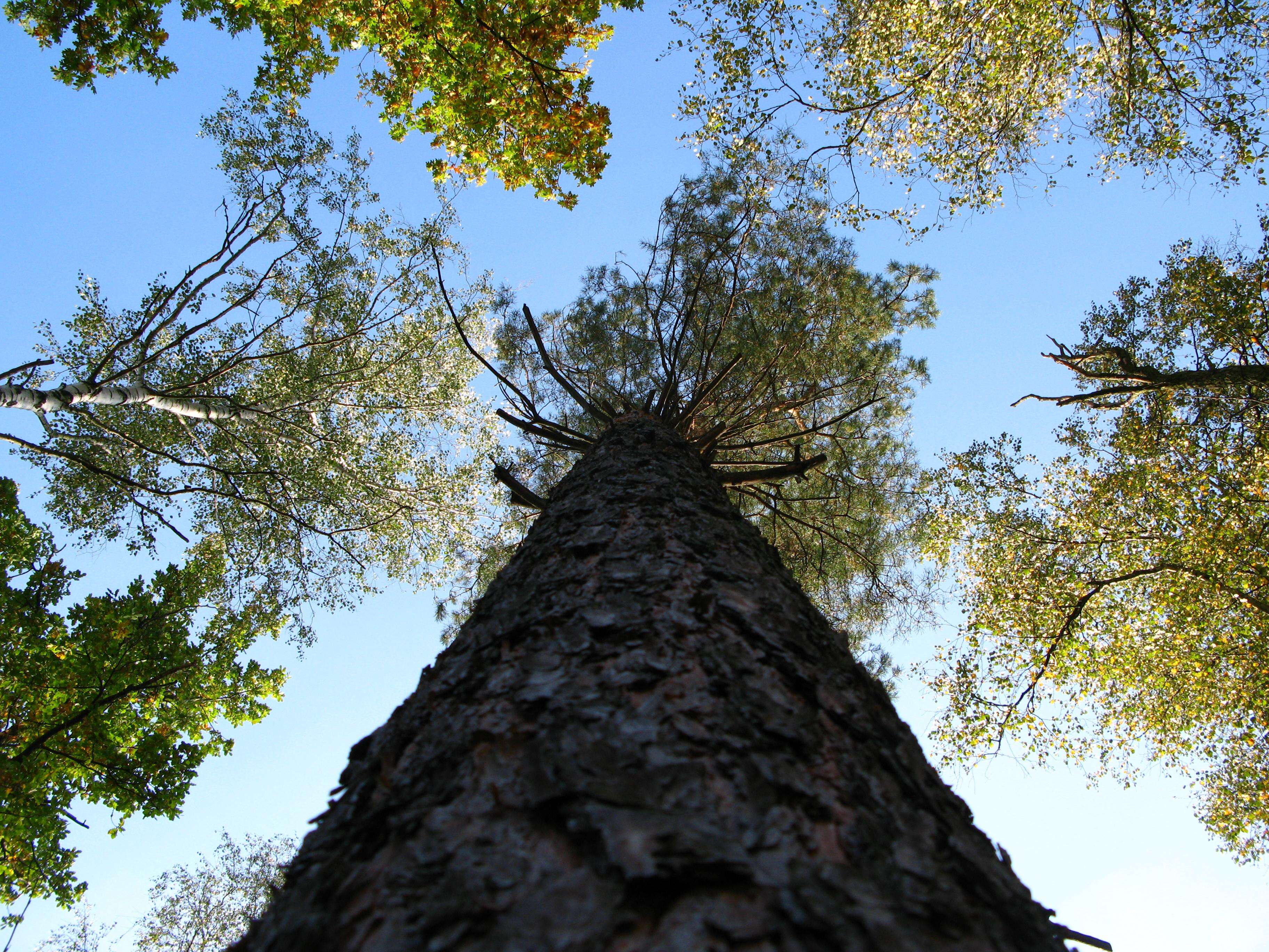 Image of Scotch Pine