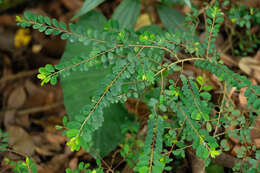 Image of Phyllanthus cochinchinensis Spreng.