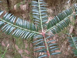 Image of Japanese Nutmeg Tree