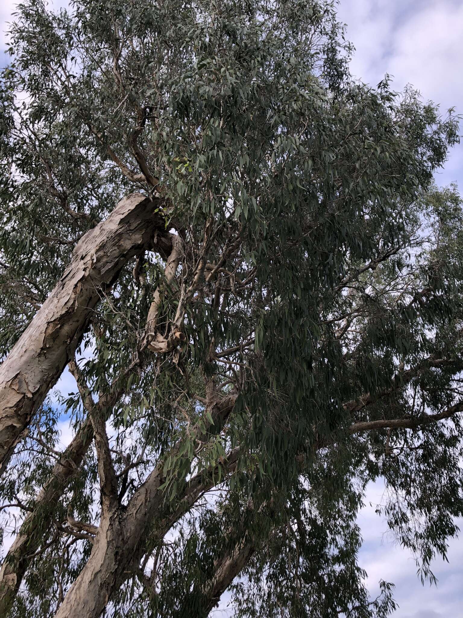 Image of Melaleuca leucadendra (L.) L.