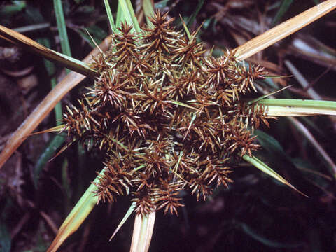 Imagem de Cyperus erythrorhizos Muhl.