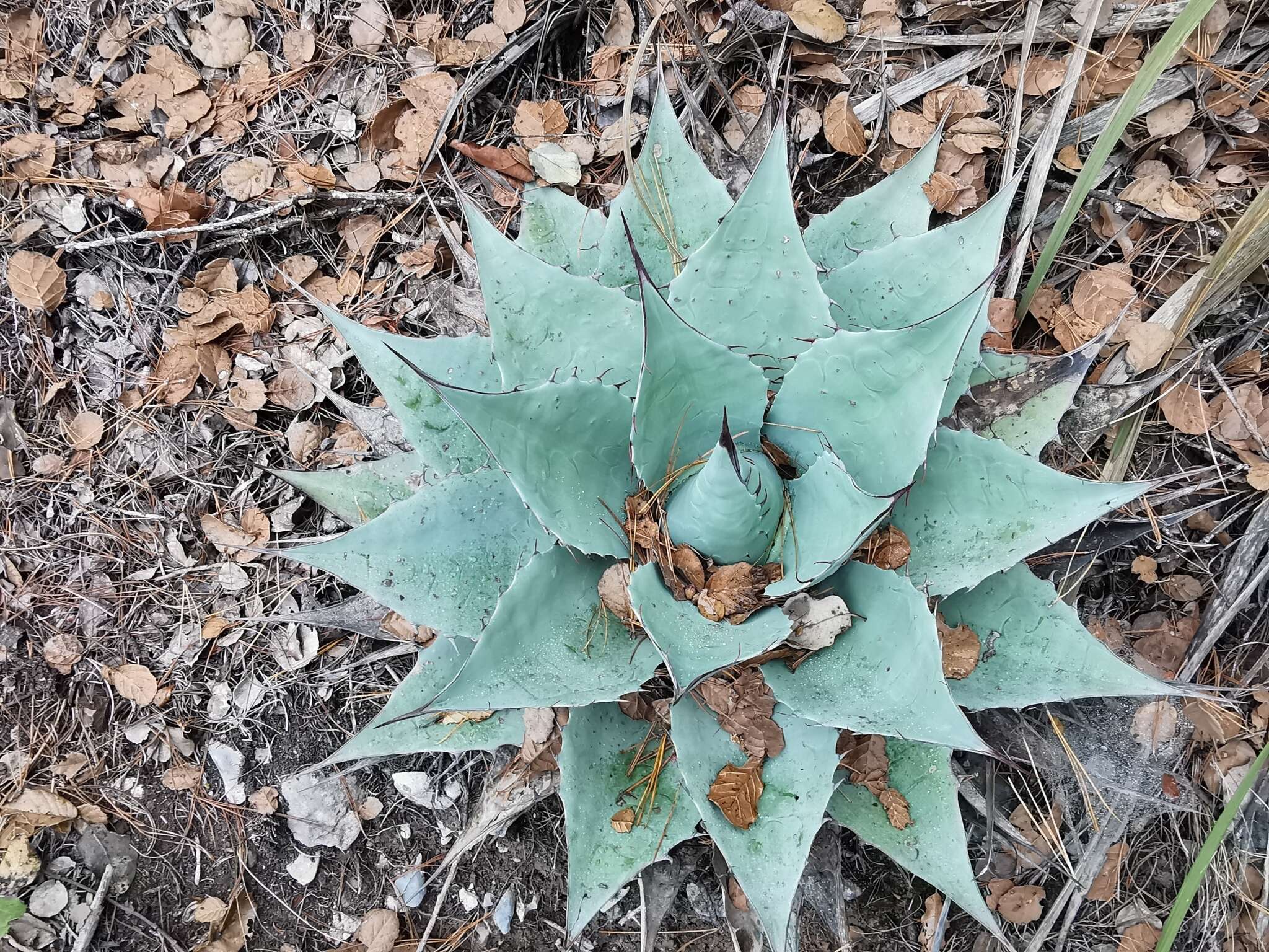 Plancia ëd Agave ovatifolia G. D. Starr & Villarreal