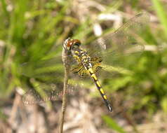 Слика од Celithemis ornata (Rambur 1842)