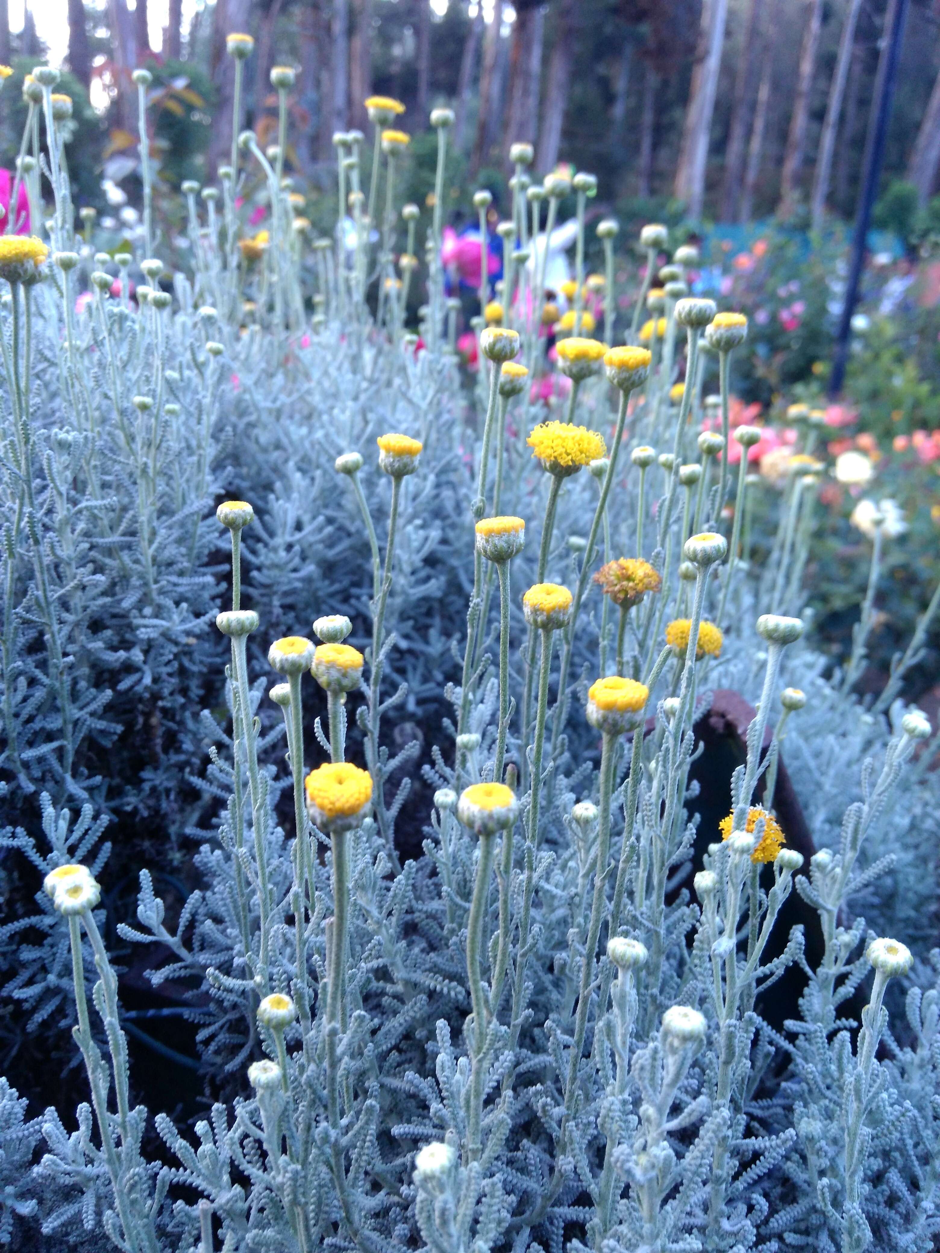 Image of lavender cotton