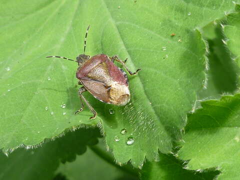 Image of sloe bug