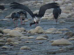 Image de Cigogne noire