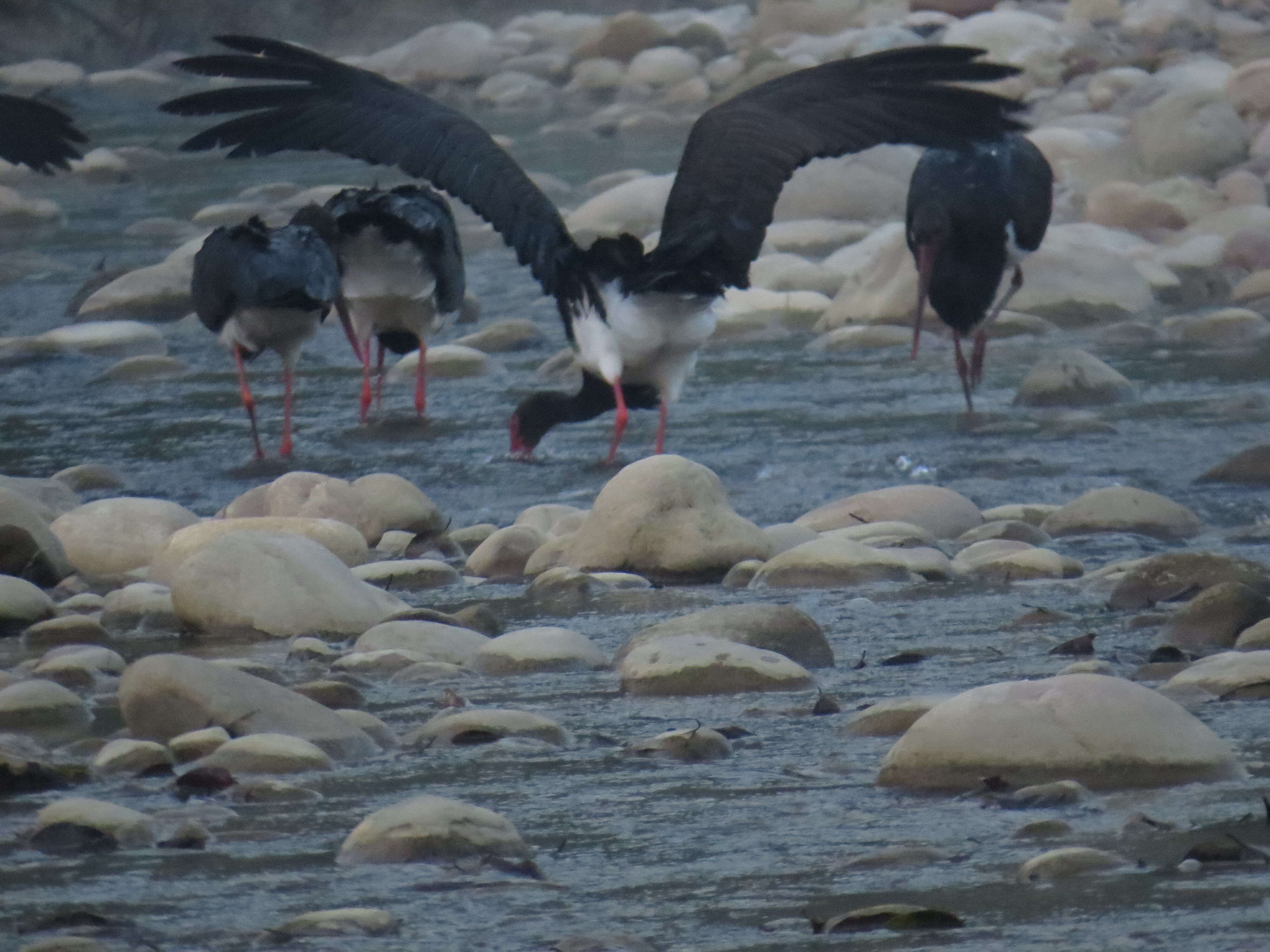 Image de Cigogne noire