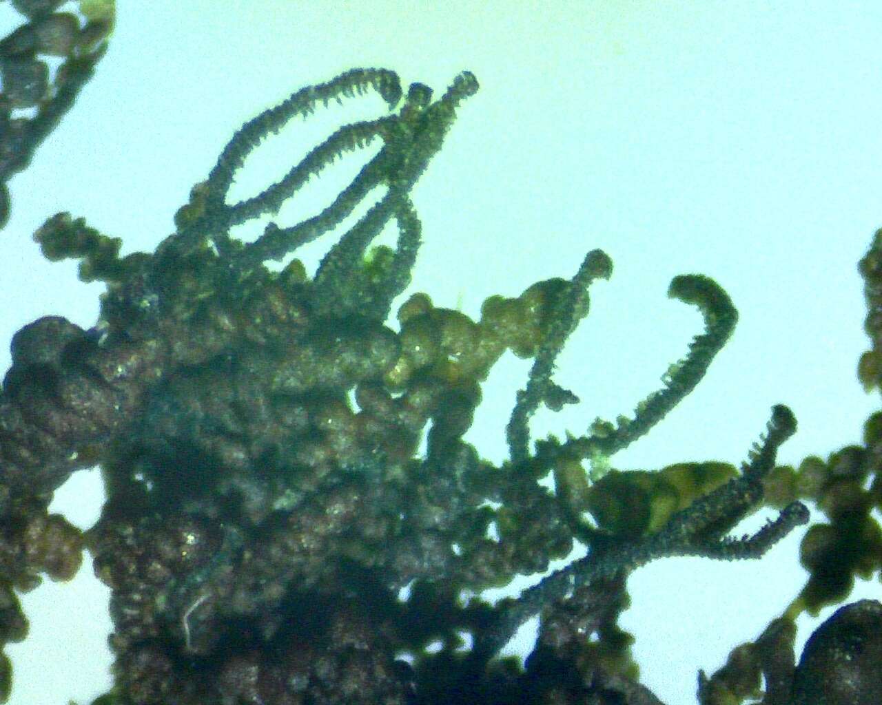 Image of Frullania bolanderi Austin