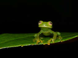 Image of Buckley's giant glass frog