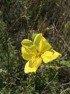 Oenothera elata Kunth的圖片