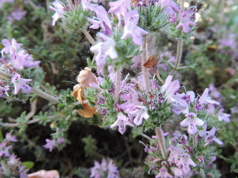 Image of savory
