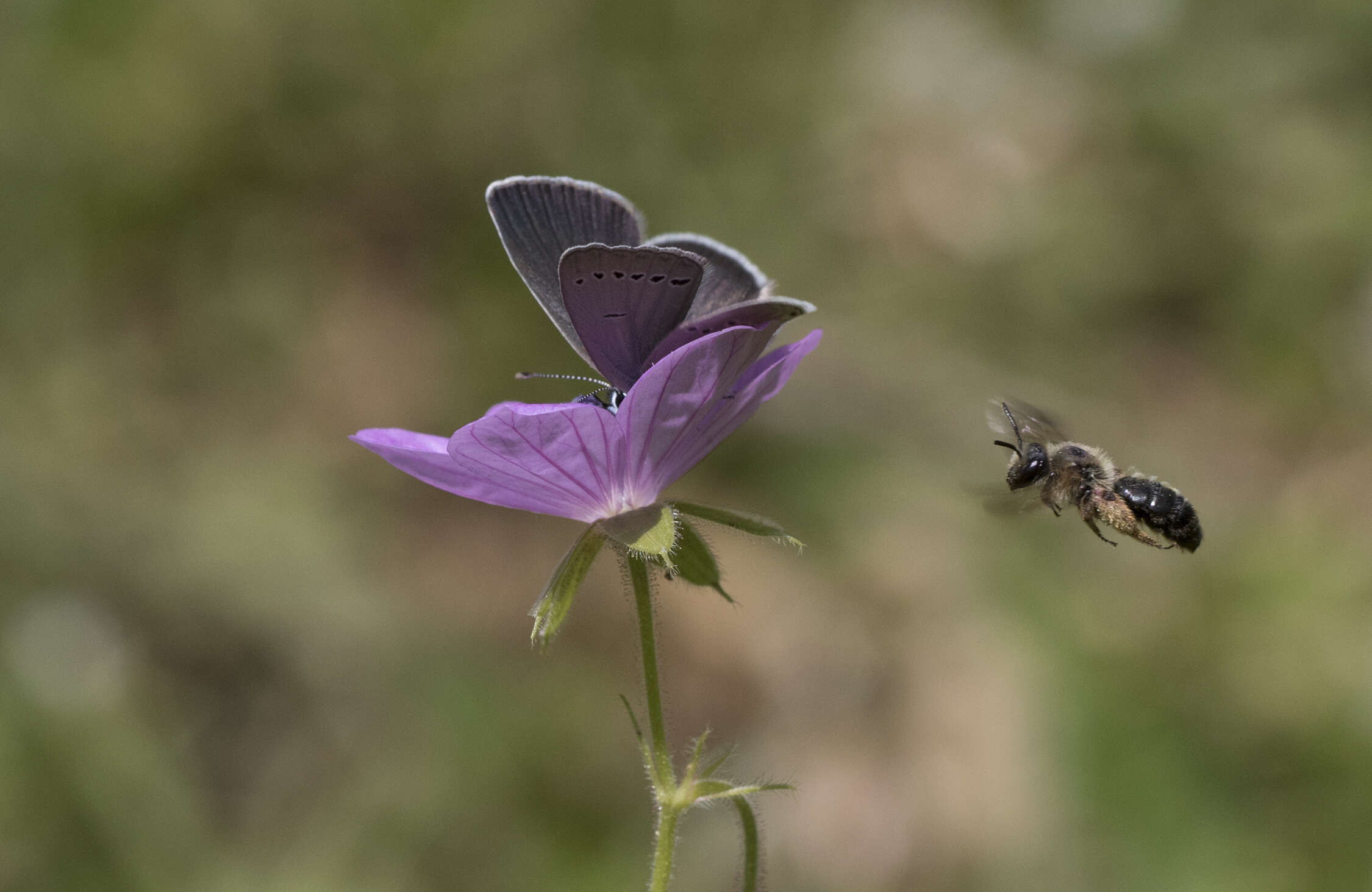 Image of Tuberous Cranesbill