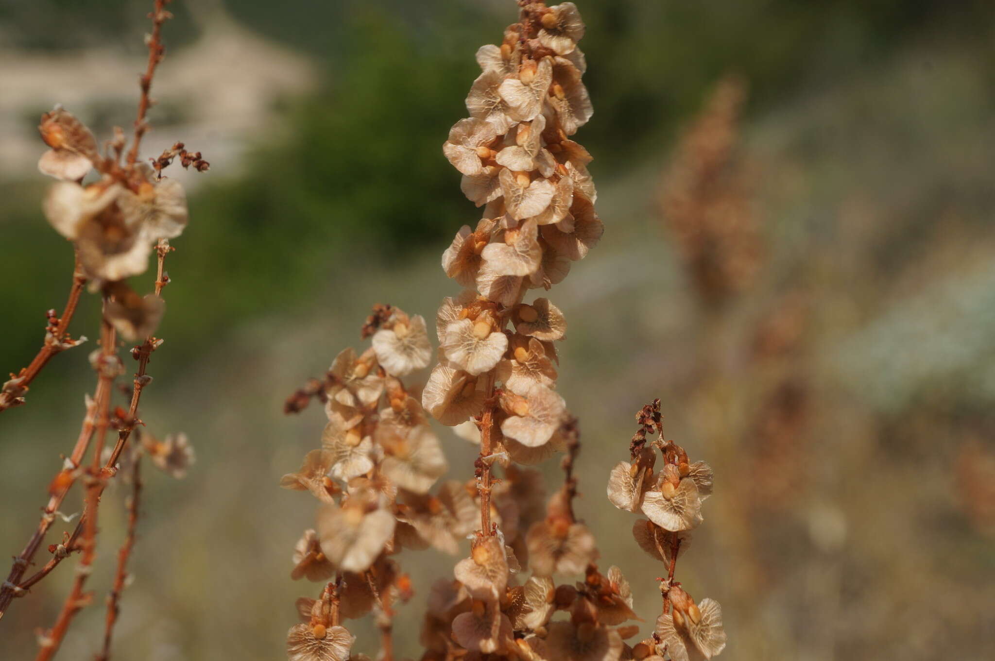 Image of Rumex tuberosus L.