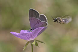 Image of Tuberous Cranesbill