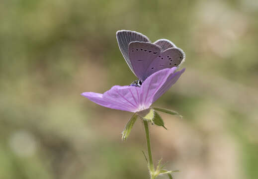 Image of Tuberous Cranesbill