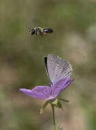 Image of Tuberous Cranesbill