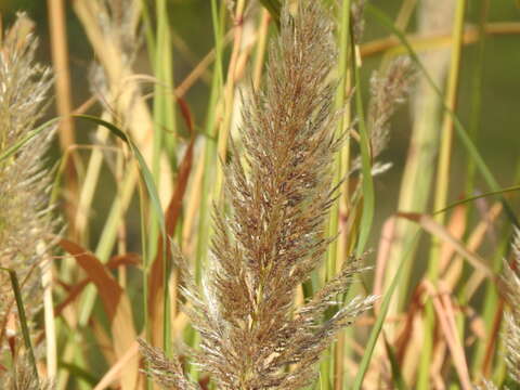 Image of Tripidium