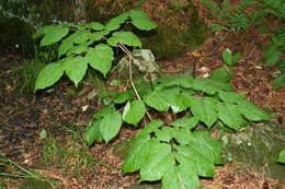 Image of American spikenard