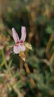 Image of Rock pelargonium