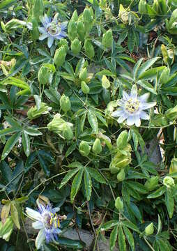 Image de Passiflora caerulea L.