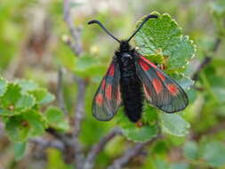 Image of Zygaena exulans Reiner & Hohenwarth 1792