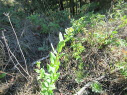 Image of Hylotelephium pallescens (Freyn) H. Ohba