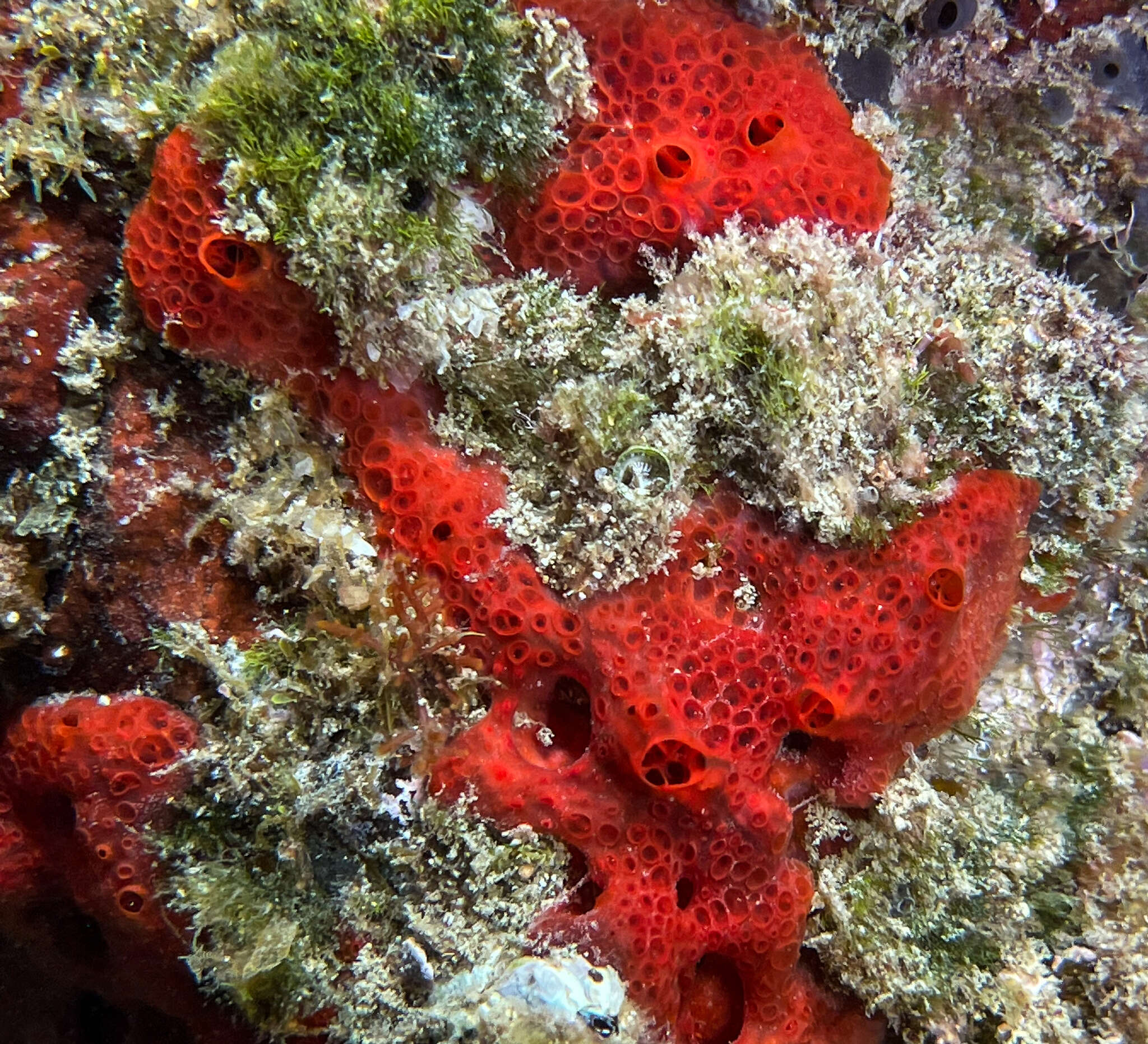 Image of Phorbas topsenti Vacelet & Pérez 2008