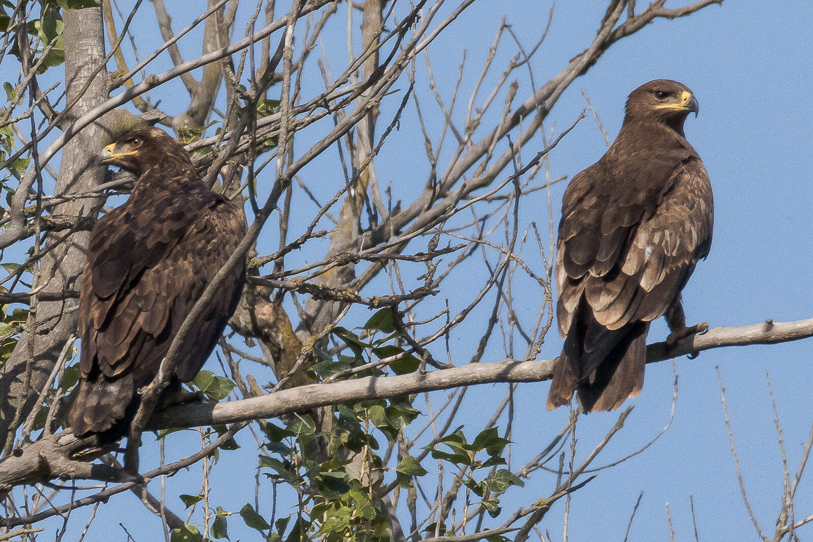 Image of Steppe Eagle