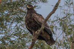 Image of Steppe Eagle