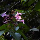 Image of Tanaecium pyramidatum (Rich.) L. G. Lohmann