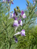 Plancia ëd Linaria capraria Moris & De Not.