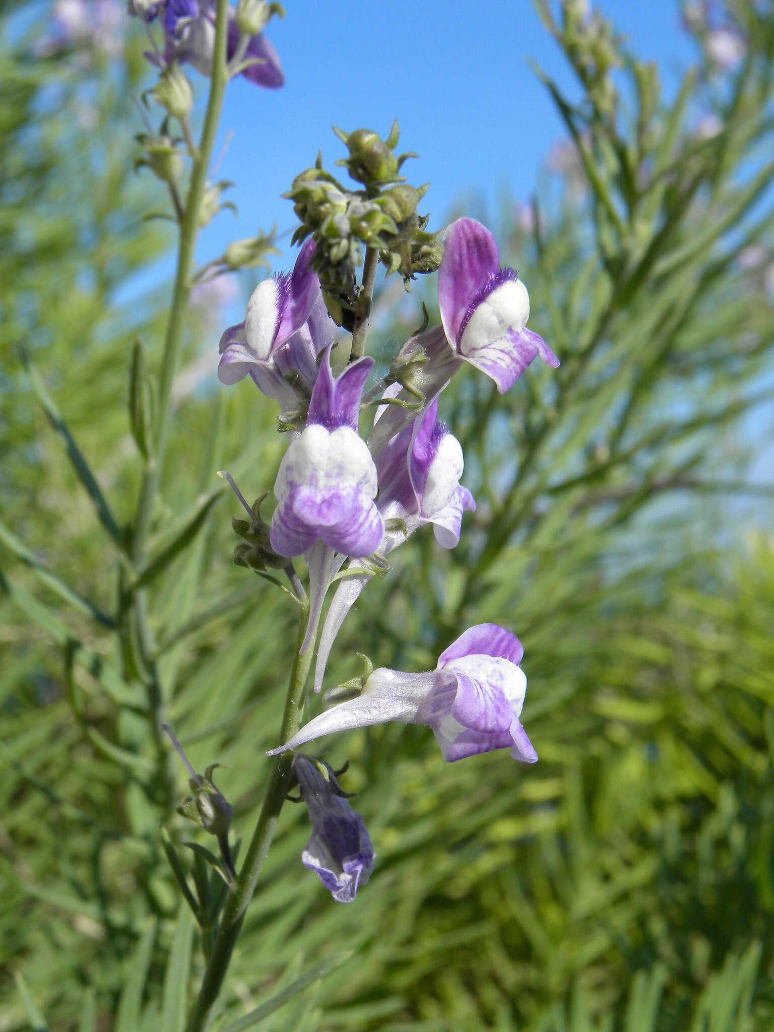 Plancia ëd Linaria capraria Moris & De Not.