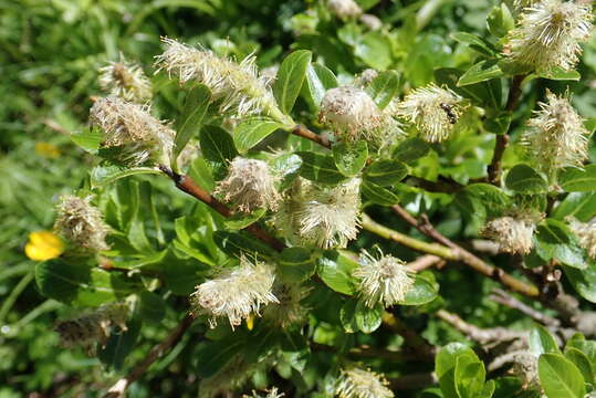 Image of Salix waldsteiniana Willd.