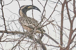 Image of African Grey Hornbill