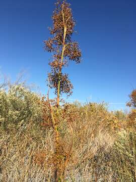 Imagem de Cladium mariscus subsp. californicum (S. Watson) Govaerts