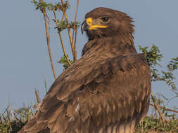 Image of Steppe Eagle