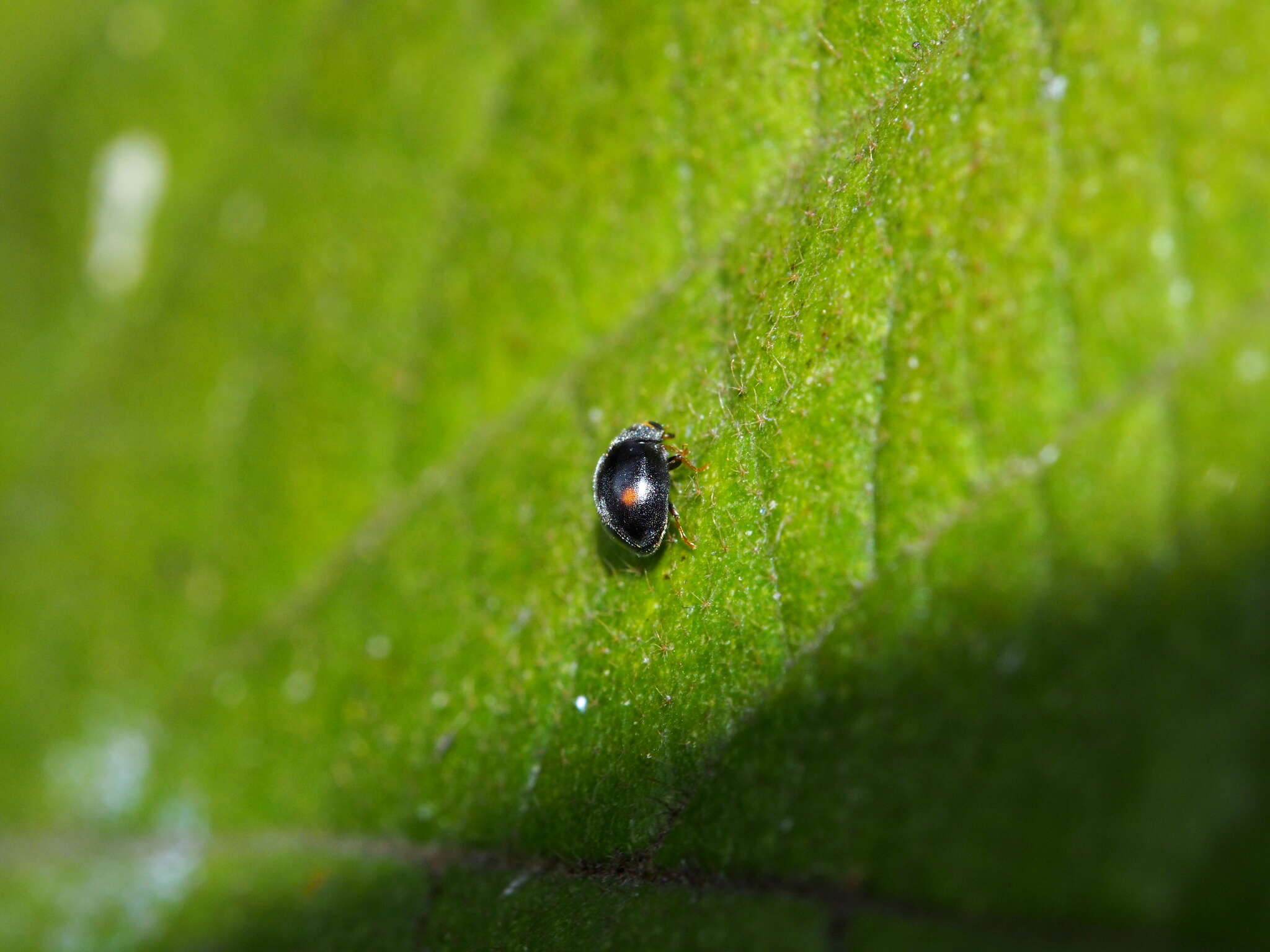 Sivun <i>Cryptogonus robustus</i> Yu 1995 kuva