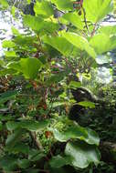 Imagem de Actinidia chinensis Planch.