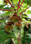 Imagem de Actinidia chinensis Planch.