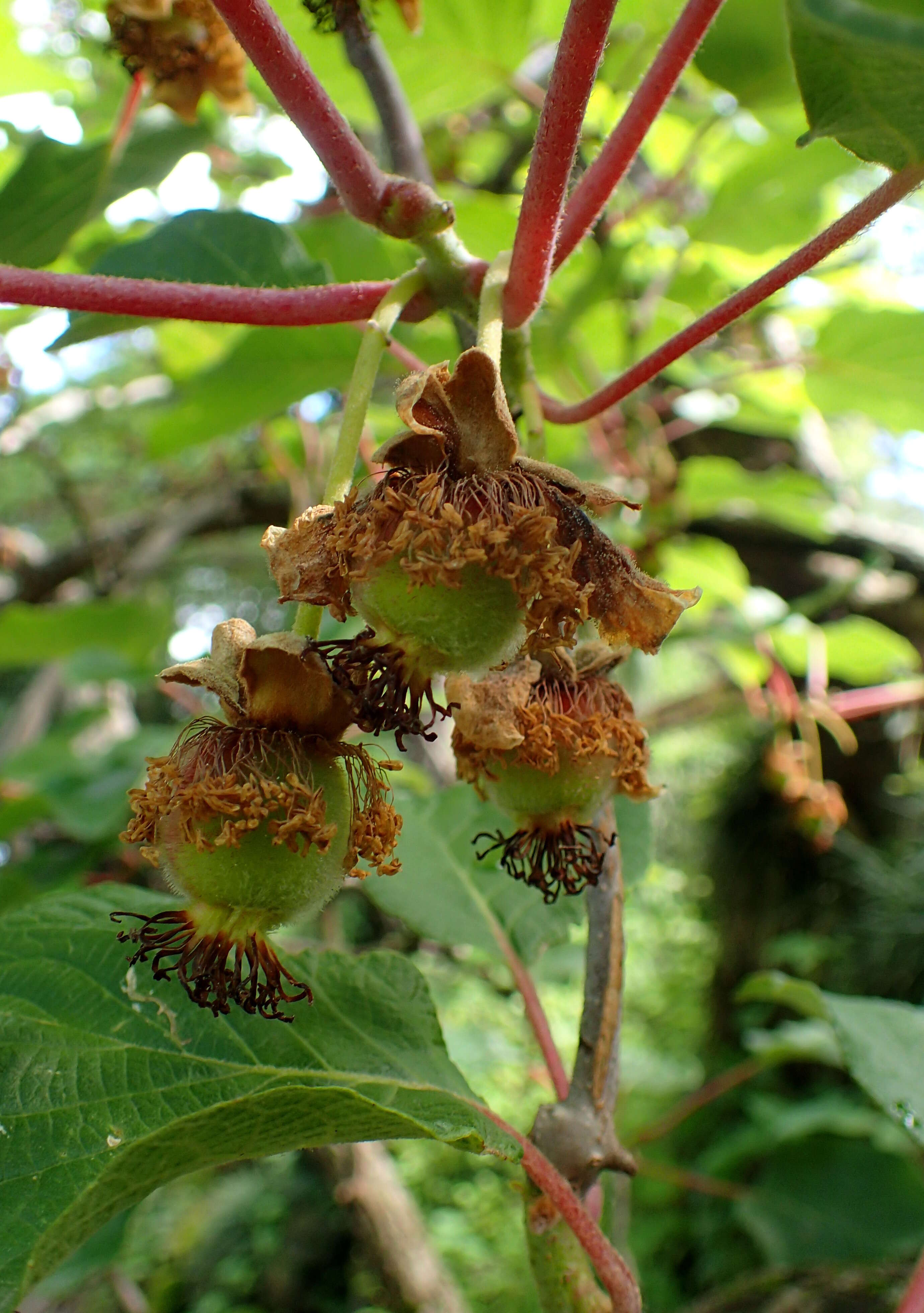 Imagem de Actinidia chinensis Planch.