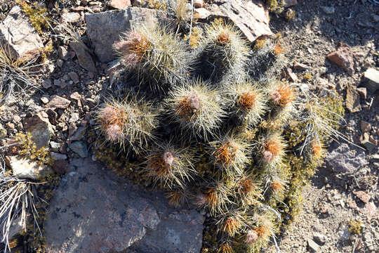 Image of Austrocactus coxii (K. Schum.) Backeb.