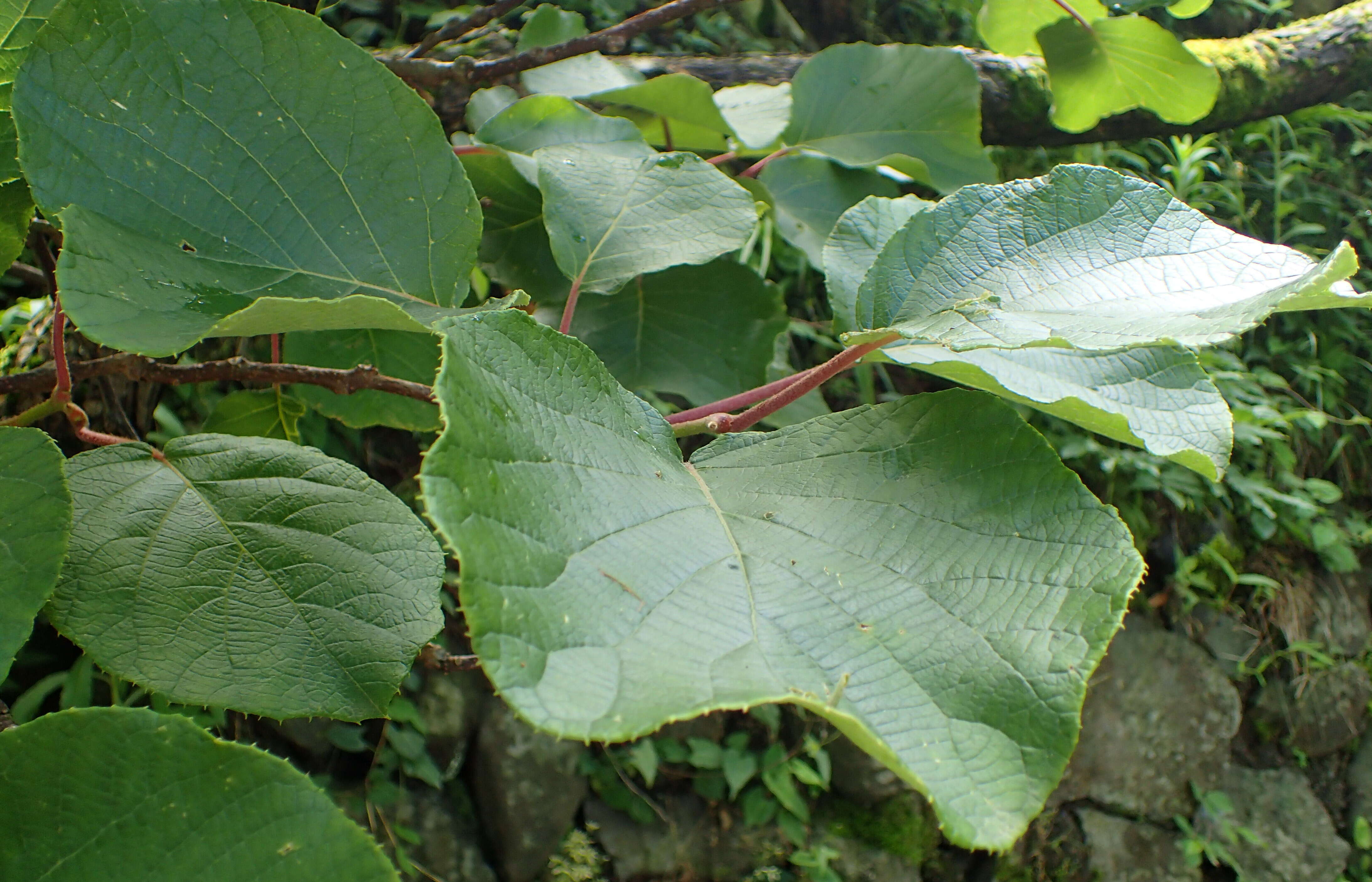 Plancia ëd Actinidia chinensis Planch.