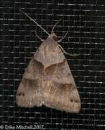 Image of Clover Looper, Range Grass-moth