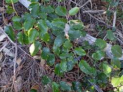 Image of kangaroo vine