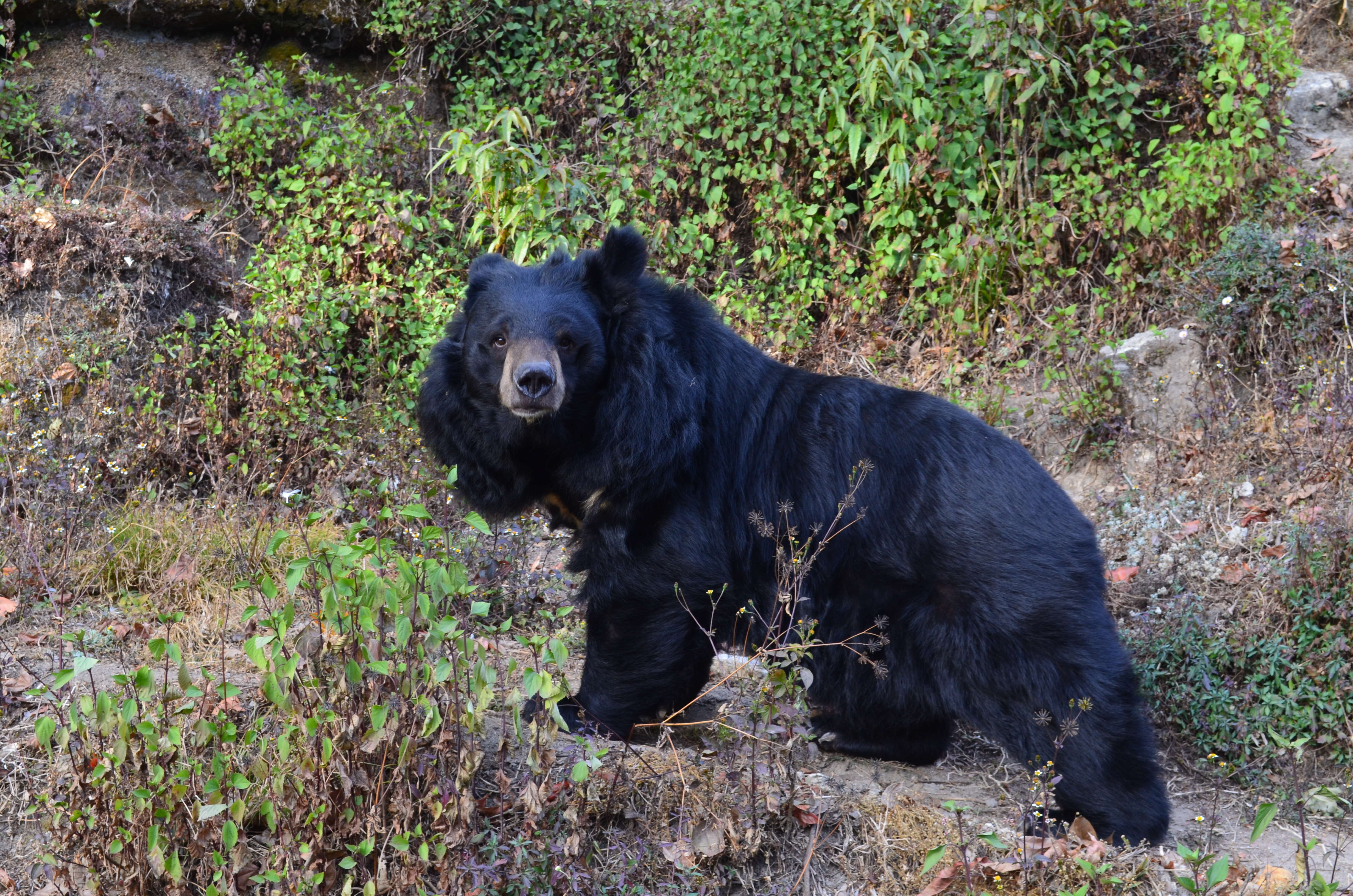 Image of Ursus thibetanus laniger (Pocock 1932)